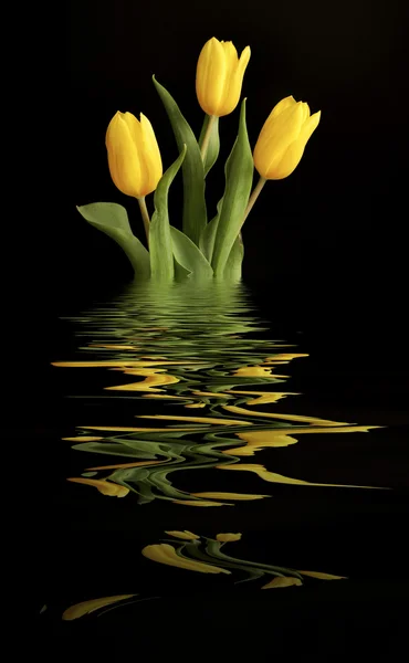 Três tulipas amarelas com reflexo de água — Fotografia de Stock