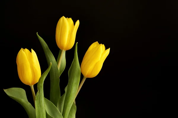 Три желтых тюльпана — стоковое фото