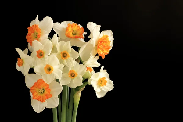 水仙花的花束 — 图库照片