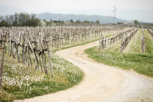 Dandelions in vineyard — Stock Photo, Image