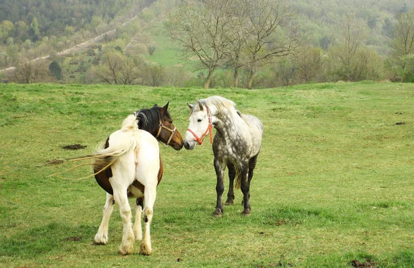 Cavalo e égua na fazenda — Fotografia de Stock