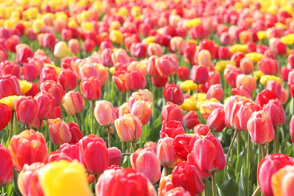 Tulips in arboretum — Stock Photo, Image