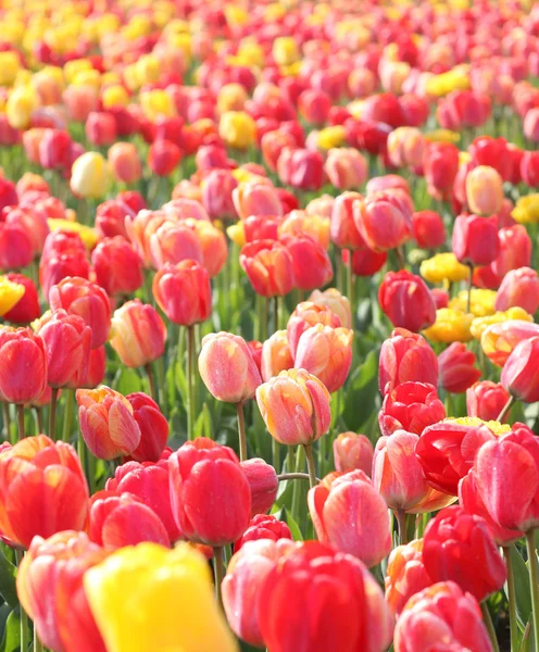 Many tulips in arboretum — Stock Photo, Image