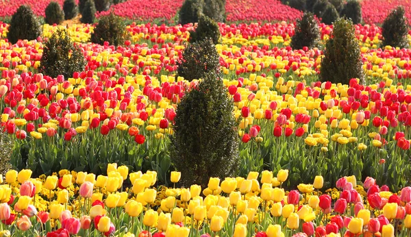 Yellow and red tulips — Stock Photo, Image