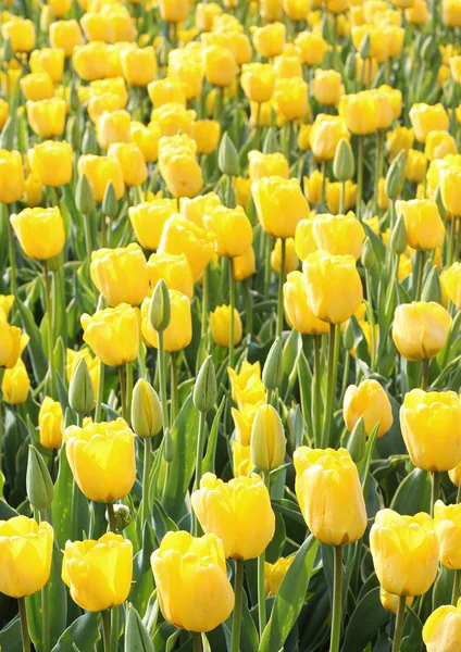 Field of yellow tulips — Stock Photo, Image
