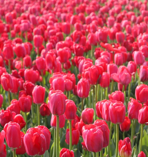 Rote Tulpen im Arboretum — Stockfoto