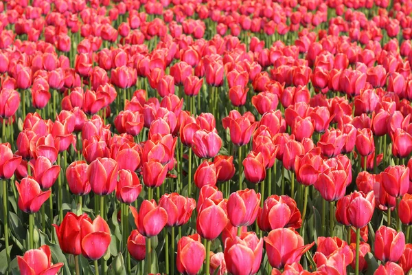 Feld mit vielen roten Tulpen — Stockfoto