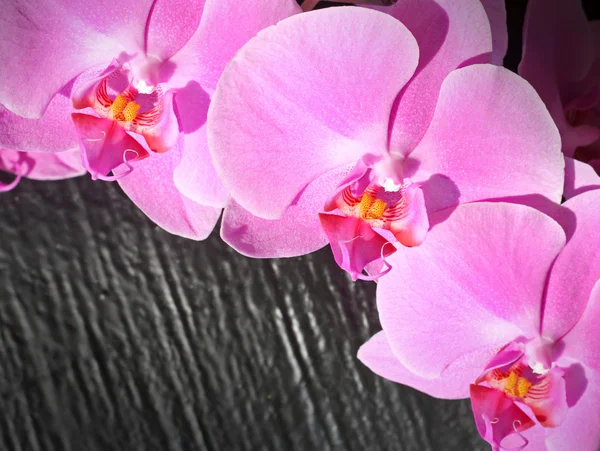 粉红色的兰花纯 — 图库照片