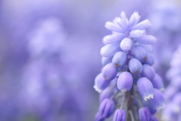 关门的紫春天的花朵 — 图库照片