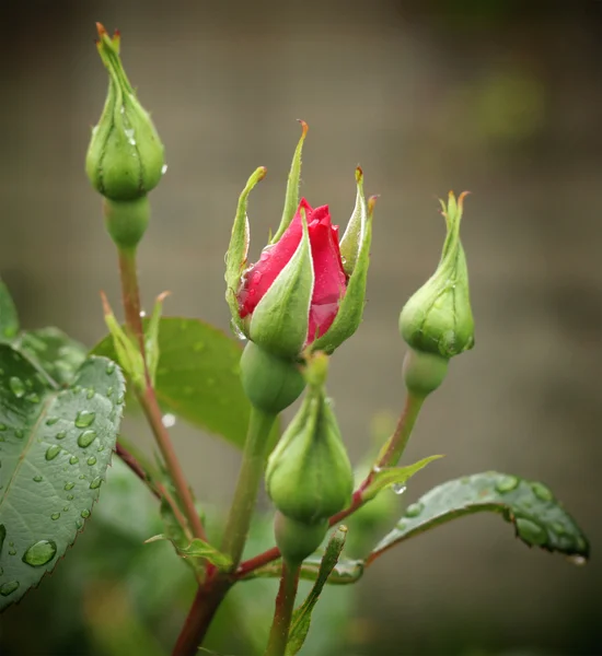 Σταγόνες βροχής στο ροδαλό λουλούδι — Φωτογραφία Αρχείου