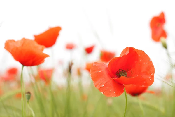 Close up of poppy flower — Stock Photo, Image