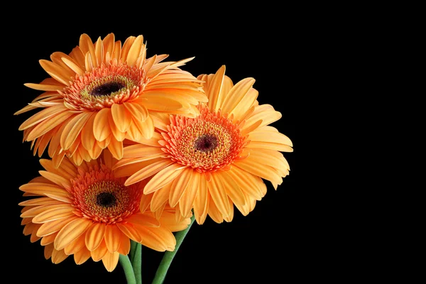 Trzy kwiaty pomarańczy gerbera — Zdjęcie stockowe