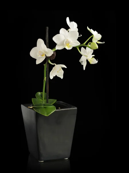 Миниатюрная орхидея в черном горшке — стоковое фото