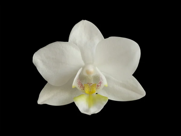 白い orhid ヘッド — ストック写真