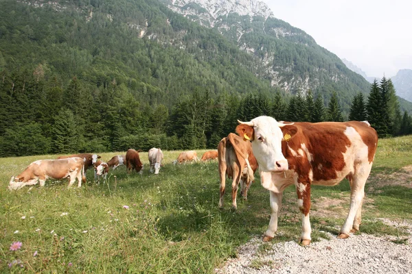 Stádo pastvy krávy — Stock fotografie