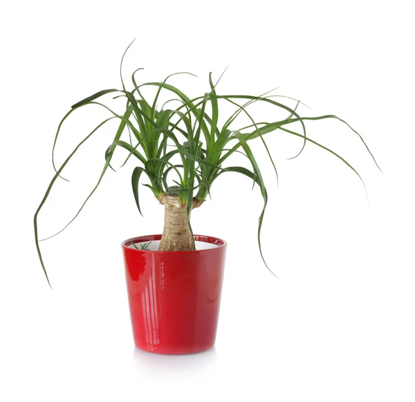 Зеленое декоративное растение — стоковое фото