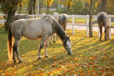 Lipizzan horses grazing clipart