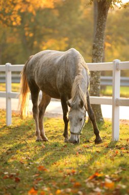 Lipizzan horse grazing clipart