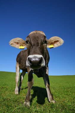 Young cow clipart