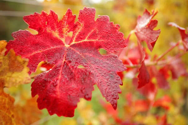 Осенние листья в винограднике — стоковое фото
