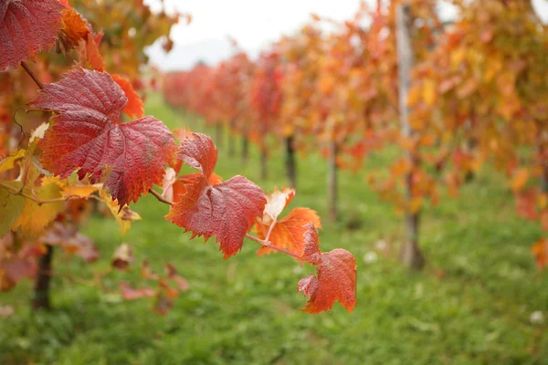 Herfstbladeren in wijngaard — Stockfoto