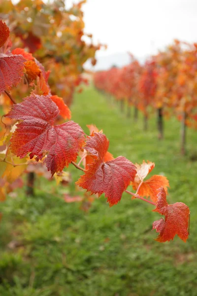 Autumn leaves in vineyard — Stock Photo, Image