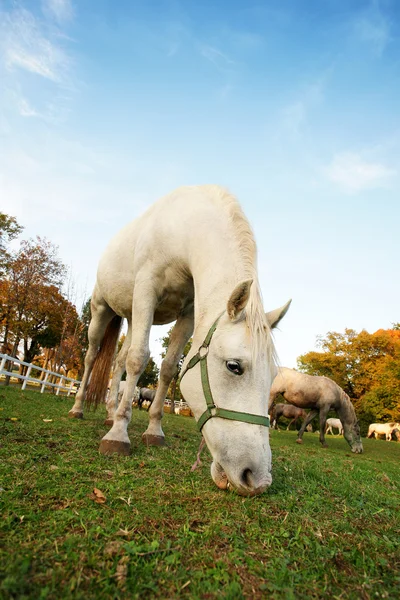 Pâturage de chevaux lipizzans — Photo