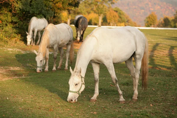 Lipizzan horses grazing — Stock Photo, Image