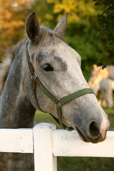 Konie lipicańskie — Zdjęcie stockowe