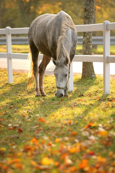 Lipizzan horse grazing — Stock Photo, Image