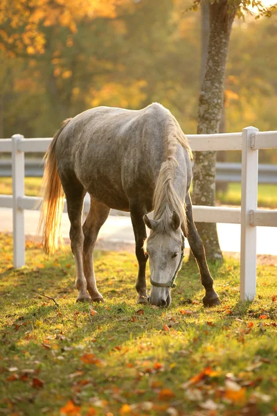 Lipizzan cavalo pastando — Fotografia de Stock