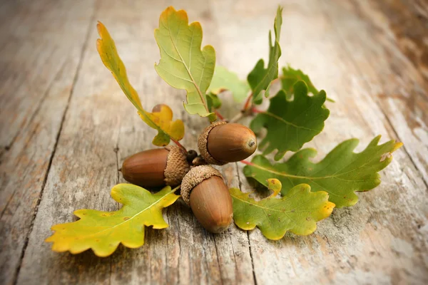 Oak acorns — Stock Photo, Image