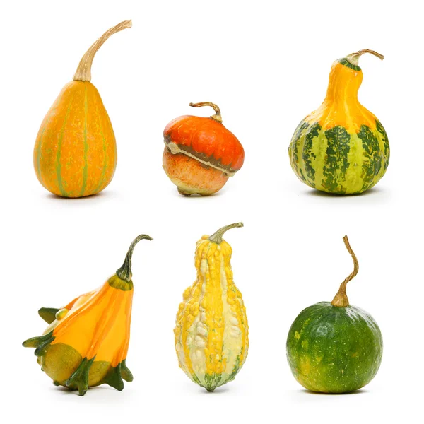 Decorative pumpkins — Stock Photo, Image