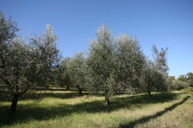 Toskana 'da zeytin ağaçları