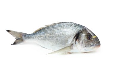 Gilt-head sea bream fish clipart