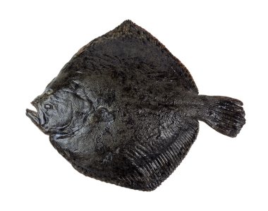 Turbot fish clipart
