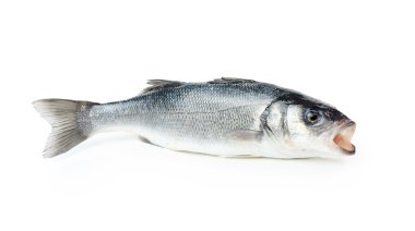 Fresh sea bass fish clipart