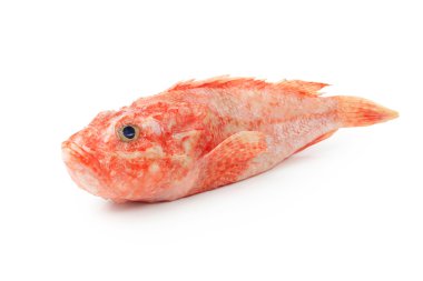 Scorpaena onaria fish clipart