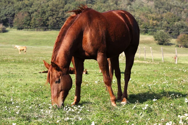 Cavalo de engomar — Fotografia de Stock