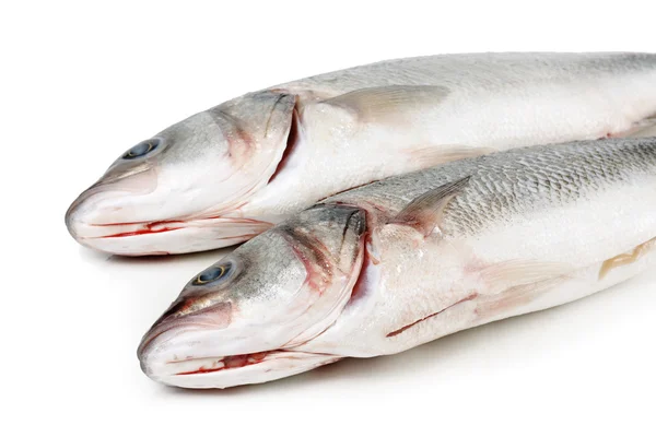 Sea bass fish — Stock Photo, Image