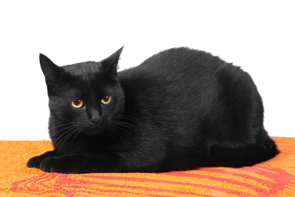 Inhemska svart katt — Stockfoto