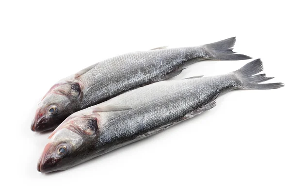 Two see bass fish — Stock Photo, Image