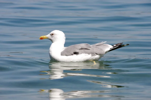 stock image Seagull in the sea water