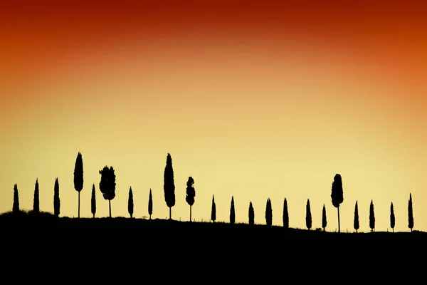 stock image Cypress alley at sunset