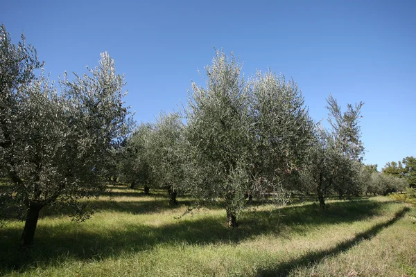 Olijfbomen in Toscane — Stockfoto