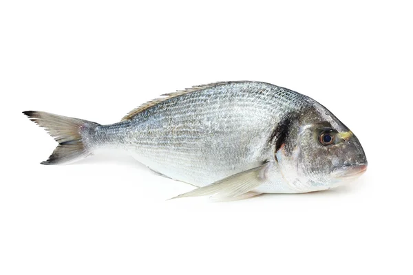 Gilt-head sea bream fish — Stock Photo, Image