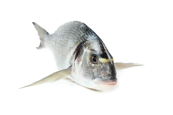 Позолочена морська лампочка риба — стокове фото