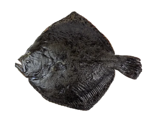 Ψάρι καλκάνι — Φωτογραφία Αρχείου
