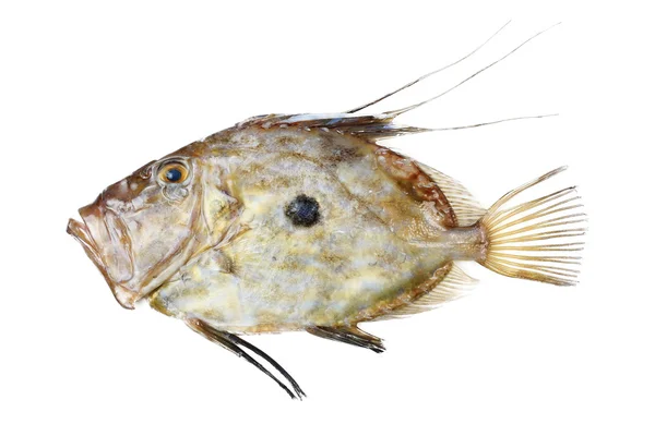 Zeus Faber fish — Stock Photo, Image