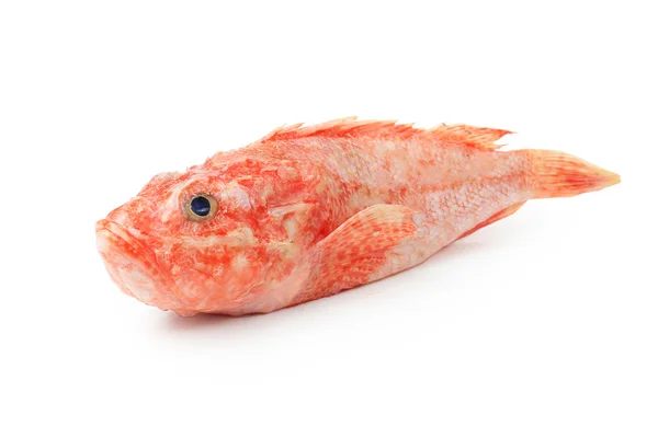Scorpaena onaria fisk — Stockfoto